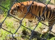 精彩：游客拍到老虎蹑手蹑脚吓另一只虎